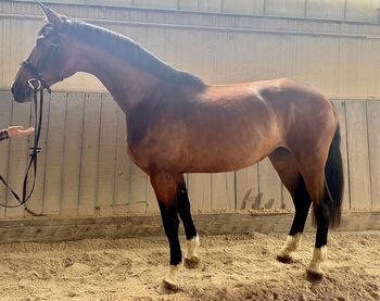 Dressurpferd mit Doppelveranlagung, Julia Loher, Horses For Sale, Straubing