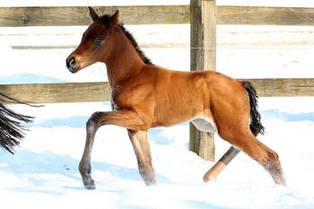 Dressurpferde zur Verfügung/ Verkauf, Pferdezucht MB, Horses For Sale, Lienen 
