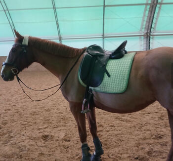 Dressursattel 17,5 Zoll Sommer, Sommer, Laura Schulte , Dressage Saddle, Meschede