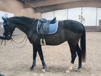 Dressurset, Showmaster, N.Enderle, Dressage Pads, Beckingen