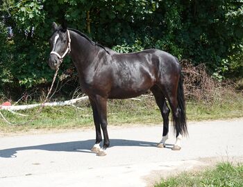 Dressurtalent mit Charme und Perspektive, Kerstin Rehbehn (Pferdemarketing Ost), Horses For Sale, Nienburg