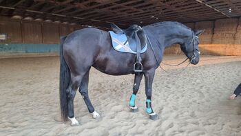 Dressurtalent mit Charme und Perspektive, Kerstin Rehbehn (Pferdemarketing Ost), Horses For Sale, Nienburg