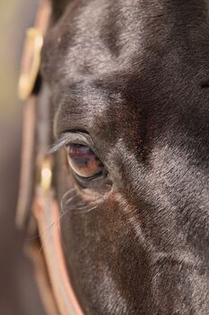 #dressagedream #goldenheart