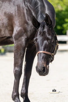 #dressagedream #goldenheart