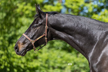 #dressagedream #goldenheart, WOW Pferd  (WOW Pferd), Horses For Sale, Bayern - Attenkirchen
