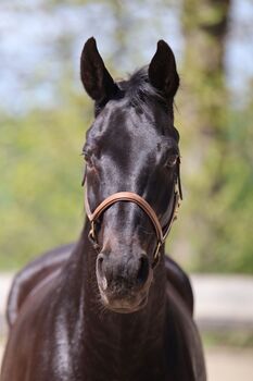 #dressagedream #goldenheart, WOW Pferd  (WOW Pferd), Konie na sprzedaż, Bayern - Attenkirchen