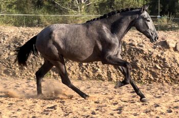 #dressagemare #futureprospect