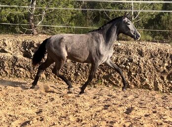 #dressagemare #futureprospect