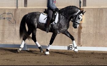 #dressageprospect #baroquestallion