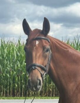 Dressurpferd/Allrounder/rittige Stute mit Perspektive