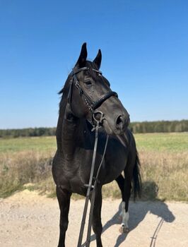 Dressurpferd mit viel Potenzial