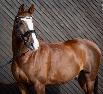 Dressurlehrmeister abstammend von Don William x Raschid N, Pferdevermittlung Leus, Horses For Sale, Filsum