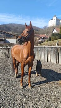 Dressurpferd Hannoveraner Wallach