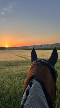 Dressurpferd sucht Reitbeteiligung