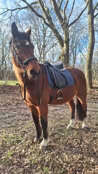 Dressursattel Passier Grand Gilbert 17,5", Passier  Grand Gilbert, Jana, Dressage Saddle, Cuxhaven 
