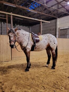 Dressursattel Passier Passier  Grand Gilbert 