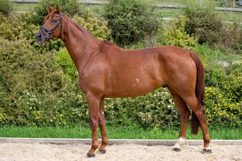 Dressurpferd Hannoveraner Wallach