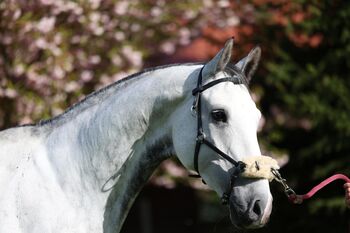 ⚜️ Dressurpferd/Problempferd ⚜️, Privat, Horses For Sale, Langenau/Göttingen