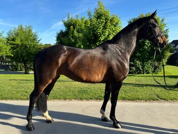 Dressurbetonte Zuchtstute, Saskia, Horses For Sale, Schmallenberg