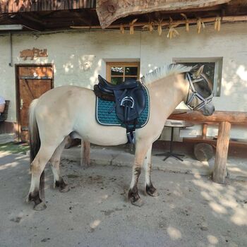 Dressursattel Letek by Tekna, Letek by Tekna LETEK DRESSURSATTEL S-LINE GLOSSY, Tina, Dressage Saddle, Villach-St. Agathen und Perau