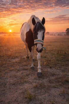 DRINGEND 12jährige Pintostute