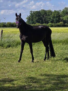 Dringend zuverkaufen 14 jährige Westfalenstute, Bianca Schröder , Horses For Sale, Sendenhorst 