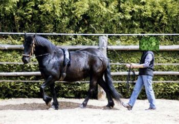 Fahren vom Boden - Intensiv-Wochenende🐎 15.05-17.05.2026 Ausbildung /Kurs 15.05.-17.05.2026