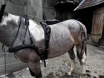 Fahrgeschirr Einspännergeschirr, Lisa, Horse Harness, Bingen