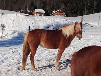 Feine Jungstute wird über 152 cm, C. LANNER, Konie na sprzedaż, Bad Aussee