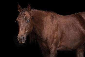 Zierliche, unerschrockene Quarter Horse Stute, Kerstin Rehbehn (Pferdemarketing Ost), Konie na sprzedaż, Nienburg