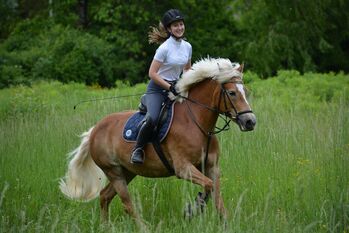 Traum Hafi, FA. Strasser , Horses For Sale, Sachsenburg 