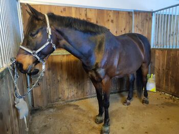 Traum in Braun sucht neuen Wirkungskreis