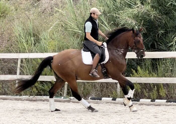 Traum-Dressur Lusitano, Rubi Enkel