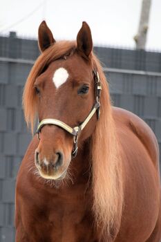 Traumpferd zu verkaufen, Kerstin Rehbehn (Pferdemarketing Ost), Horses For Sale, Nienburg