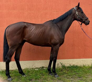 Traumpferd sucht neuen Wirkungskreis – vielseitiger Englischer Vollblüter, Anika, Horses For Sale, Grenzach-Wyhlen