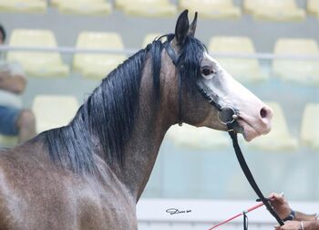 Traumhafter Shagya Araber sucht neue Aufgabe, Pferdevermittlung Leus (Pferdevermittlung Leus ), Horses For Sale, Limburg an der Lahn