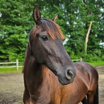 Traumhaft schöne Andalusier Stute, Manuela Fuchs, Horses For Sale, Jettingen/ Scheppach 