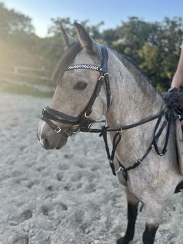 Traumpony Kinderpony Sportpony Dressur Springen Gelände Stute 11J 1.27 Stm, B.Heuer , Horses For Sale, Celle 