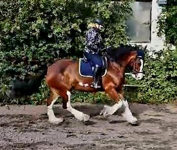 Liebe Shire Horse Stute, Heike, Konie na sprzedaż, Alsbach-Hähnlein