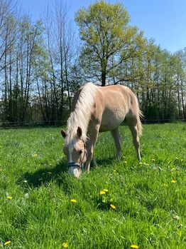 Liebe junge Haflinger Dame, Thess, Konie na sprzedaż, Henstedt-Ulzburg 