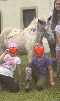 Liebe Shettlandponys