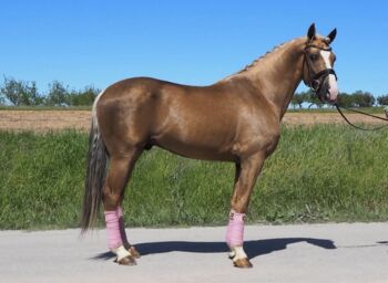 Traumhaft schönes Reitpony, Manu, Horses For Sale, Engen