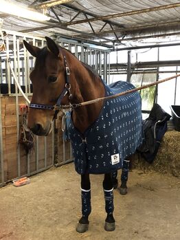 Traumkombi Abschwitzdecke mit passenden Bandagen Manski Anker