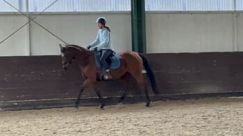 Traumstute auch für Anfänger