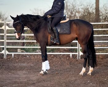Traum Stute sucht das passende Zuhause, Elly, Horses For Sale, Schöppenstedt 