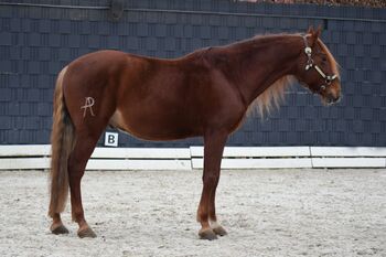 Traumpferd zu verkaufen