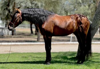 Traumpferd sucht Lebensstellung., Yvonne, Horses For Sale, Cadiz