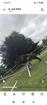 DRP Stute 10J 144cm