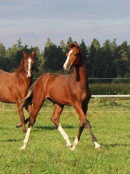 DSP HF von Chubakko Prämienfohlen