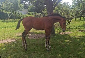 DSP HF v.Cantador, Welin Wilsenack, Horses For Sale, Parey